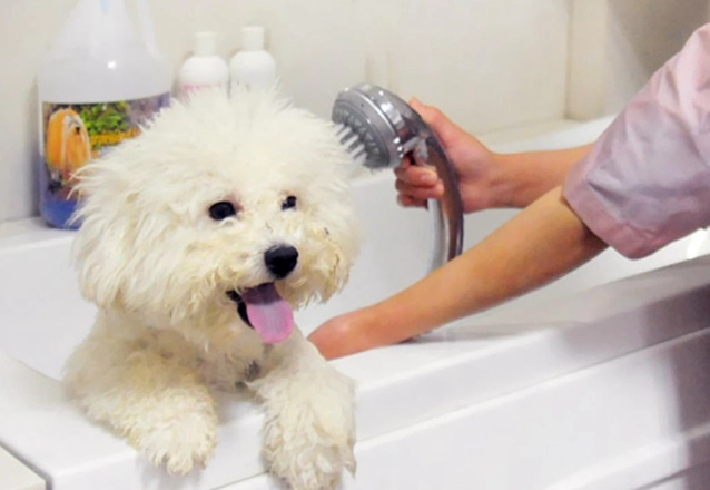 幼犬洗澡頻率