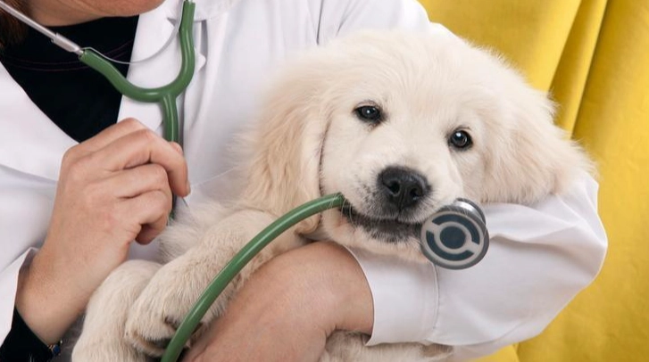 狗狗失智症症狀