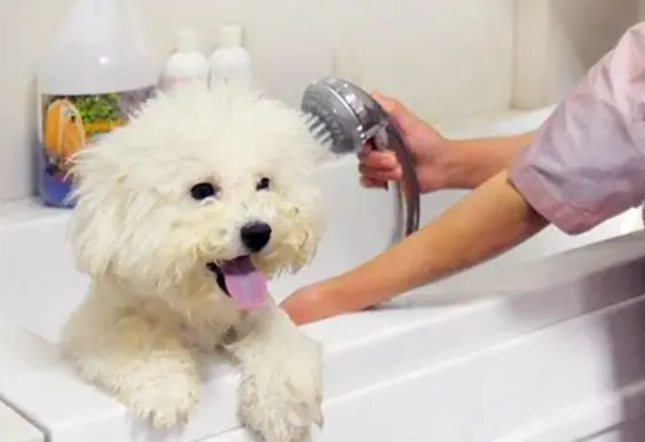 貴賓狗洗澡頻率