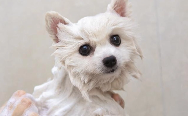 狗狗多久洗一次澡