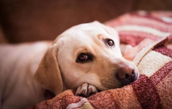 狗狗皮膚老是癢？獸醫解析狗濕疹原因與對策