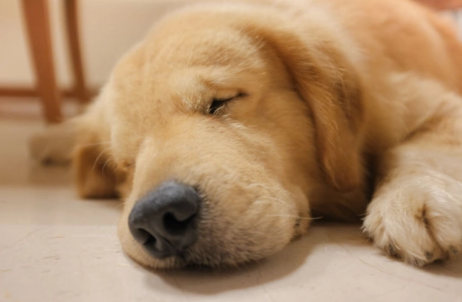 老年狗行為異常