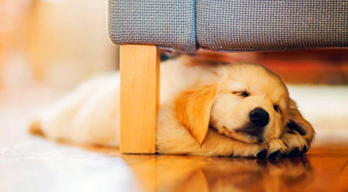 狗狗白內障治療