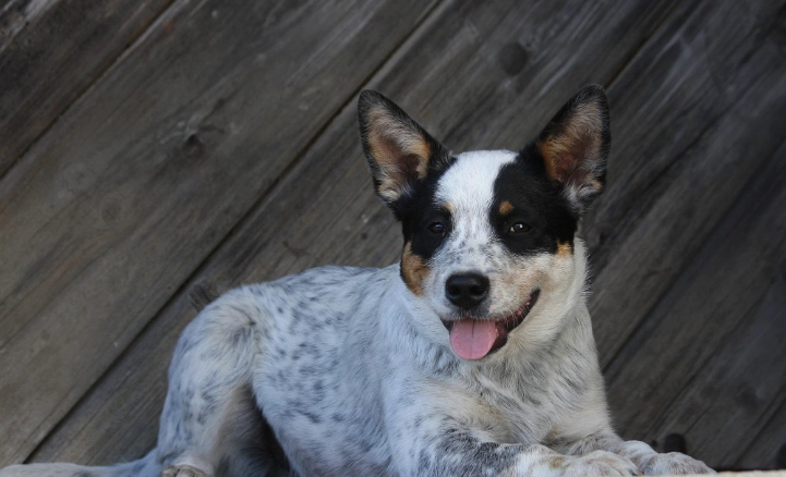 狗皮膚疹子治療