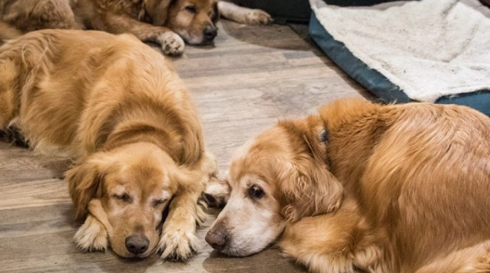 狗癬藥膏怎麼用