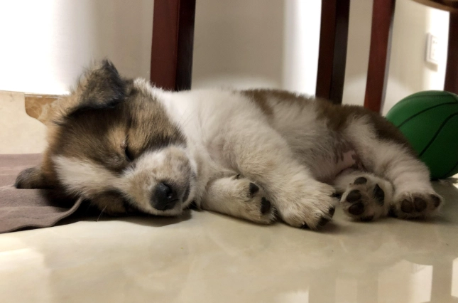 狗狗一直睡覺