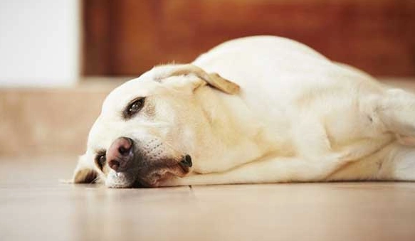 狗狗會想主人嗎