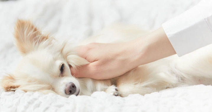 突然對狗毛過敏怎麼辦？專家教你原因、症狀與應對全攻略