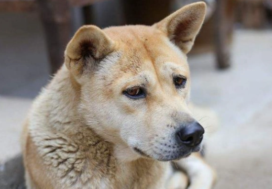 狗癬傳染人症狀