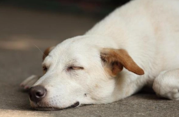 老年犬飲食問題