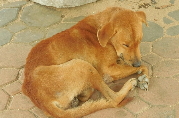 狗狗白內障怎麼照顧