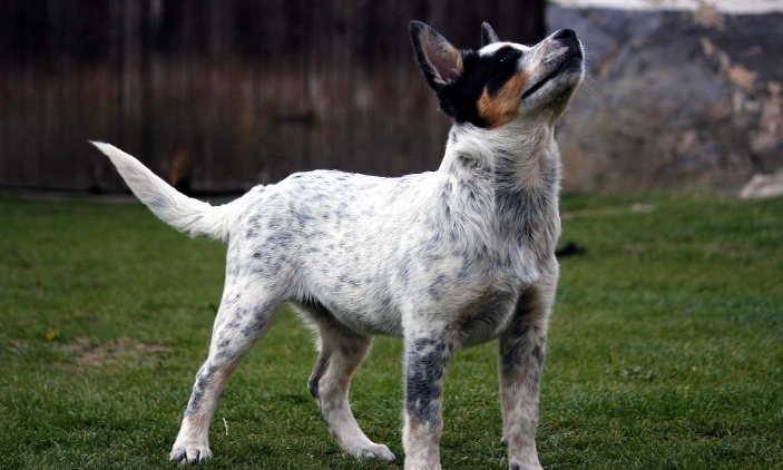 黑色素沉澱原因