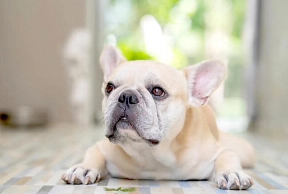 狗狗肚子黑黑一點一點