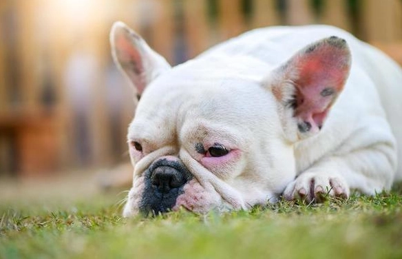 狗肚子黑色斑点