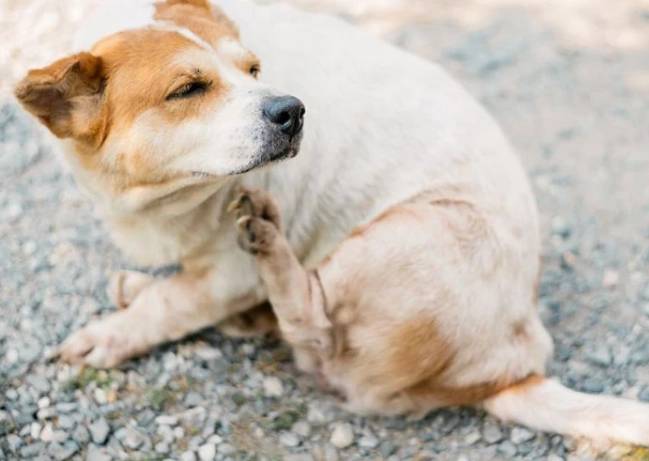 寵物過敏原檢測