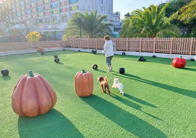 狗狗室內遊樂園