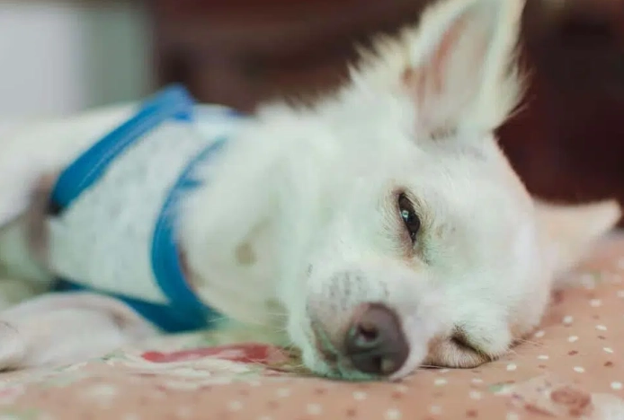 狗狗白內障手術