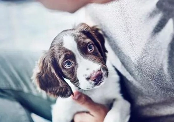 狗皮膚結痂治療