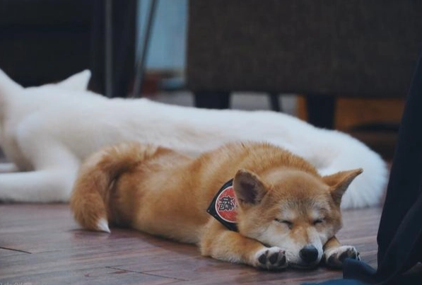 寵物皮膚病治療