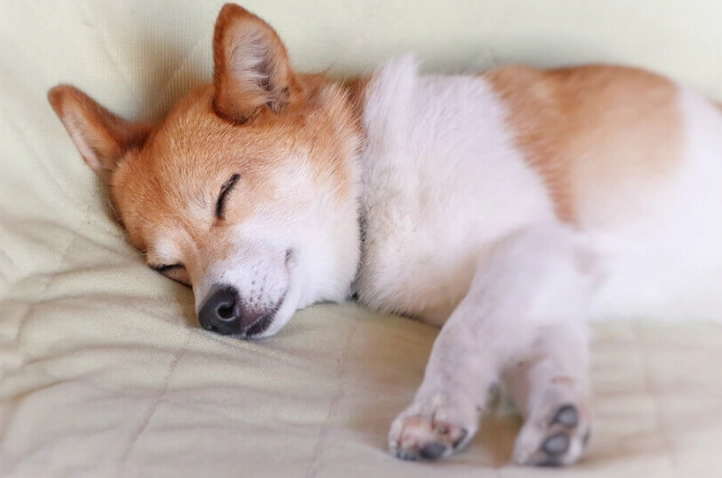 老年狗白內障預防