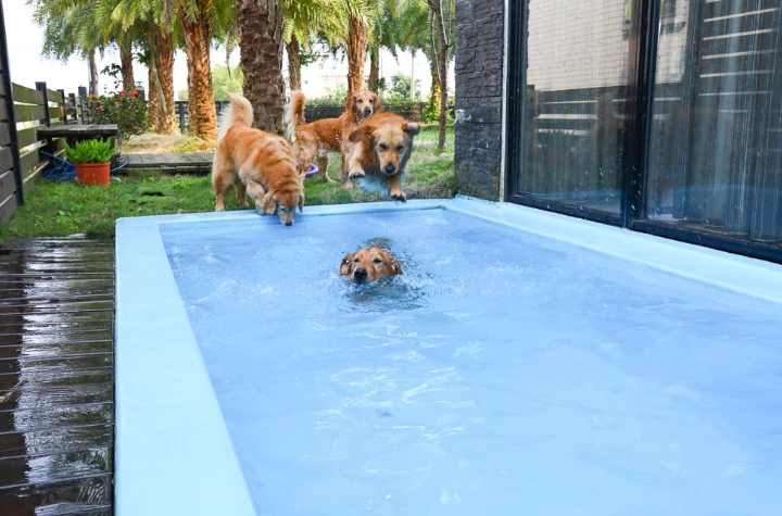 寵物友善景點 宜蘭