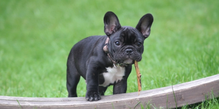 狗可以擦人的皮膚藥嗎？獸醫揭密常見人用藥膏對犬隻的潛在風險