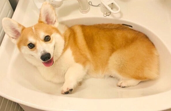 柯基洗澡注意事項