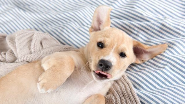 狗狗白內障症狀