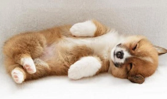 狗狗白內障術後照顧