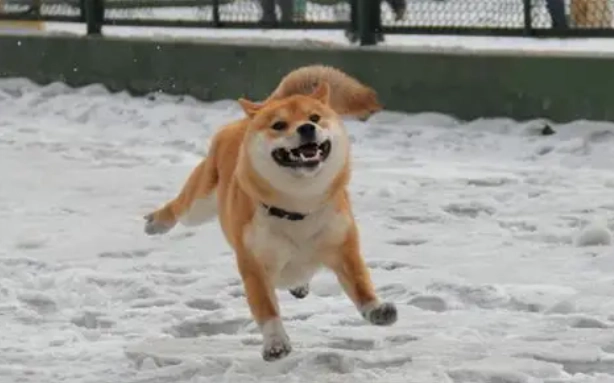 狗狗失智症安樂死