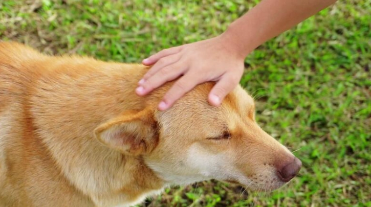 對狗過敏解決方法