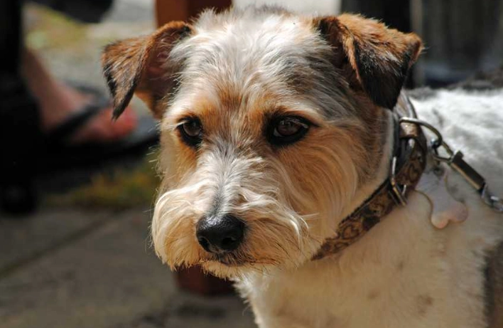 狗癬傳染人症狀