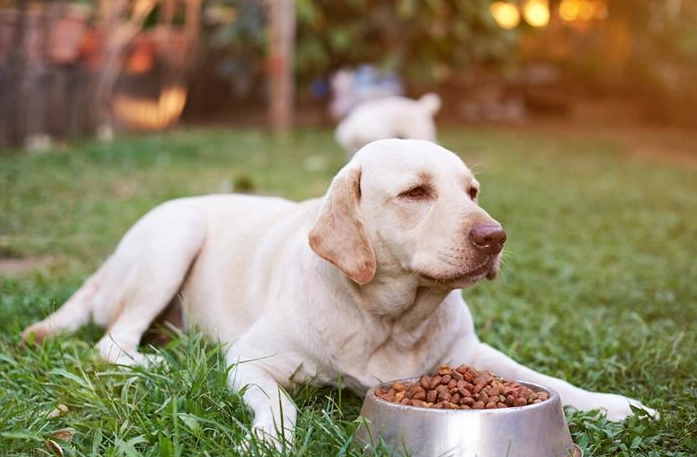 狗不吃飯怎麼辦