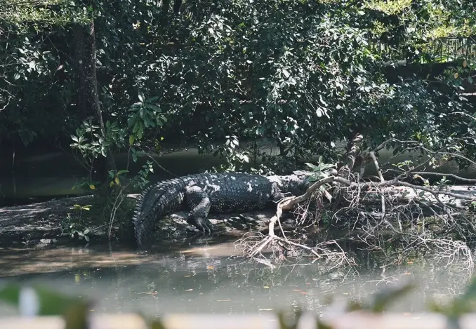 不一樣鱷魚農場