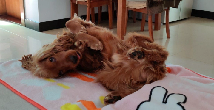 狗狗皮膚病用藥