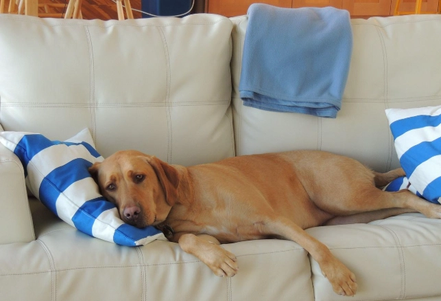 狗癬藥膏怎麼用