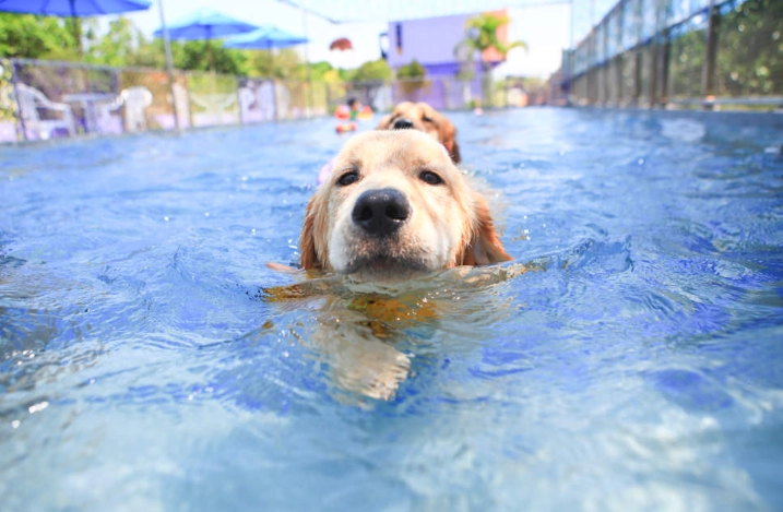 狗狗游泳 宜蘭