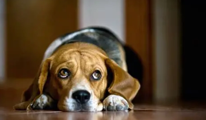 寵物安樂死流程