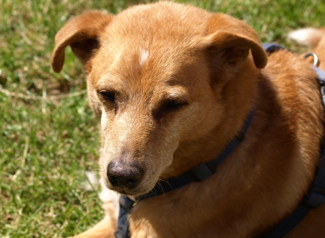 金錢癬會傳染嗎