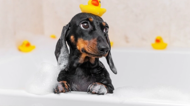 狗狗皮膚病用藥