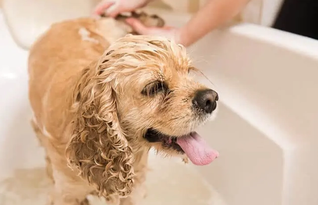 狗狗皮膚真菌感染