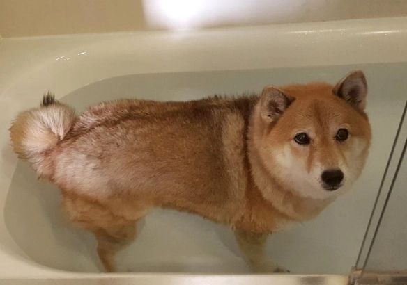 柴犬洗澡注意事項