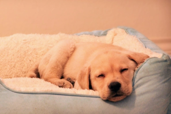 老狗白內障手術