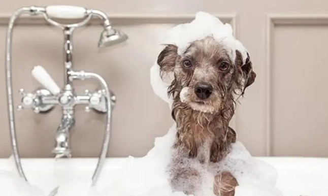 貴賓狗洗澡注意事項