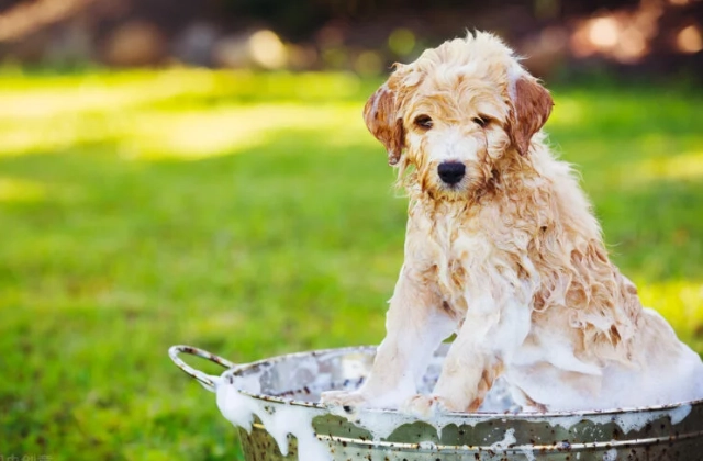 貴賓狗洗澡頻率