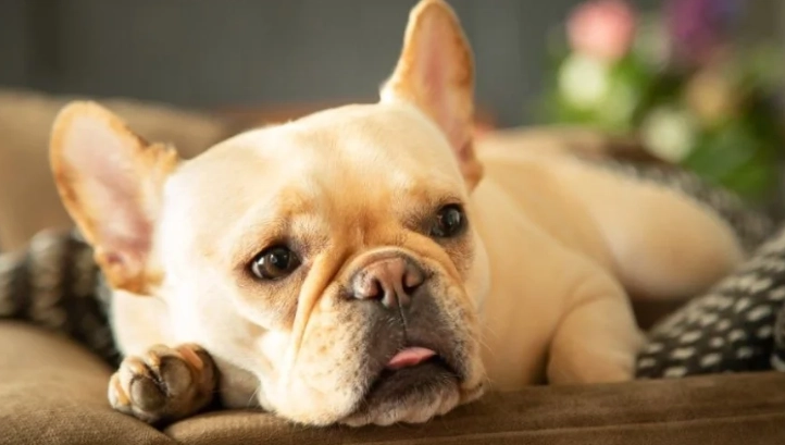 狗皮膚色素沉澱