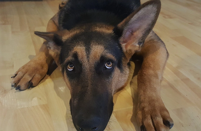 老年狗健康問題