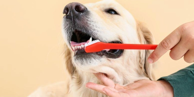 狗狗牙周病末期治療