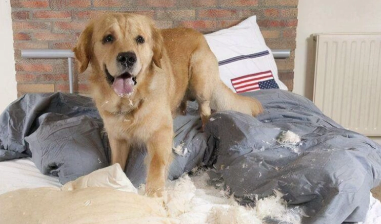 狗狗失智症症狀