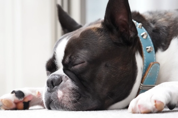 老年狗白内障治疗